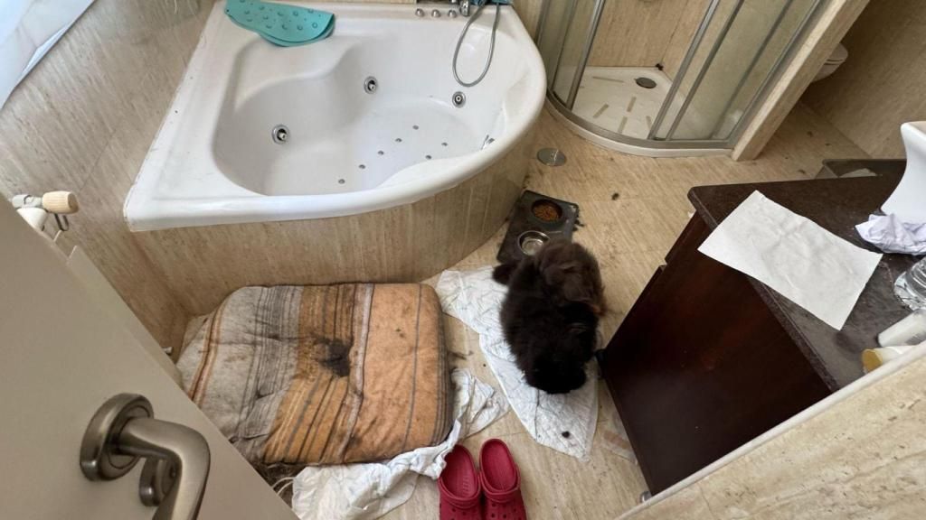 El baño de los gemelos de 8 años, era la cabaña para el gato familiar que tenía un tumor y vivía entre excrementos.