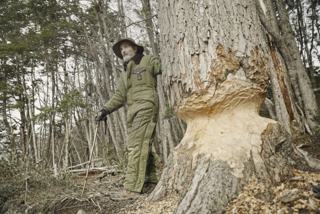 Don Germán al lado de un árbol mordido por un castor. © Mateo Barrenengoa