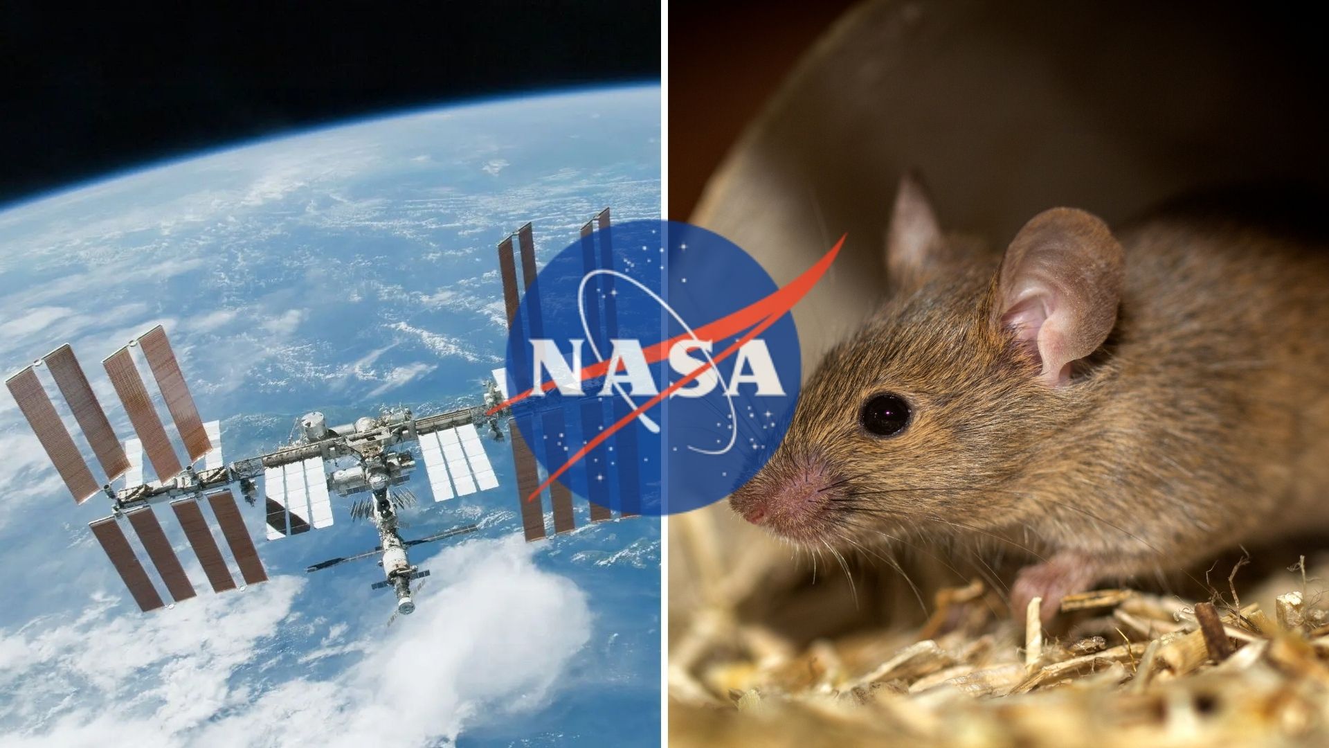 La NASA afirma que las femardias de los ratones en la ISS fueron las más afectadas por la microgravedad.