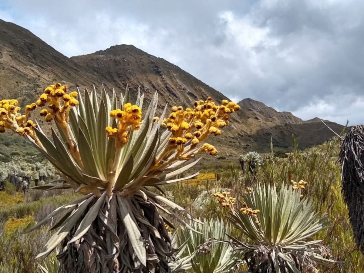 El Parque Natural Sumapaz es considerado uno de los más grandes del país // Parque Natural en Colombia.