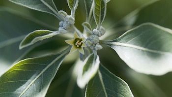 Ashwagandha hojas y flores.
