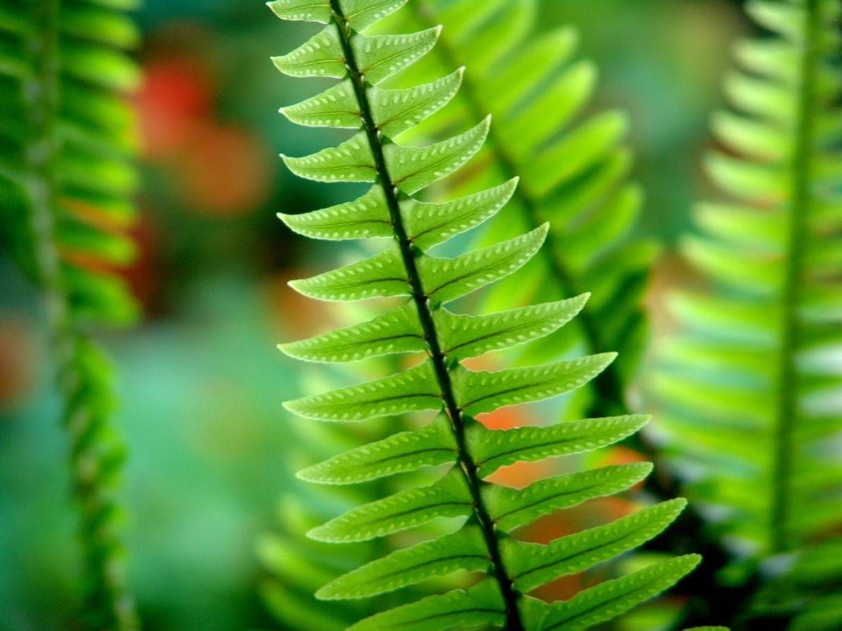 El helecho 'Polypodium leucocotomas' tiene propiedades fotoprotectoras. / Wikimedia Commons