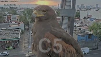 El pájaro posó frente a