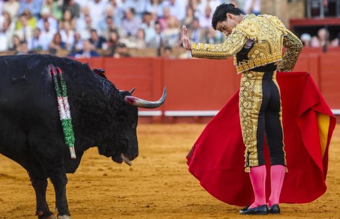 Chronicle Bulls Sevilla hoy | La inspiración del maestro sacude los cimientos del maestro.