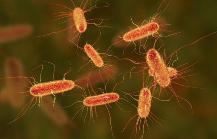 Bacterias de cáncer joven | Esta es la bacteria que estaría causando el ‘auge del cáncer de colon entre los jóvenes.
