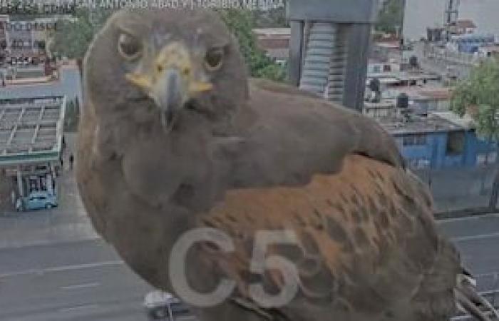 Real Eagle posa frente a la cámara C5 en CDMX; se vuelve viral en las redes -.