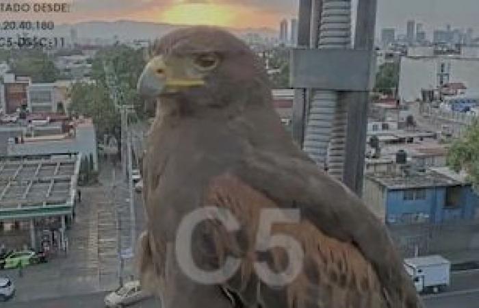 Real Eagle posa frente a la cámara C5 en CDMX; se vuelve viral en las redes -.