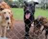 Es urgente distinguir entre proteccionismo y bienestar animal: especialista -.