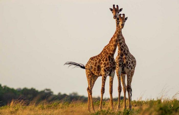 Las jirafas hembras tienen cuellos más largos para alimentar a sus crías. – .