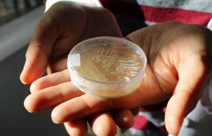 Descubren en Valparaíso un nuevo tipo de bacteria marina con potencial antibiótico
