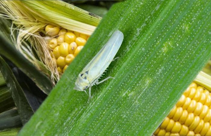 VIDEO. Acciones definidas para salvar la producción de maíz – .