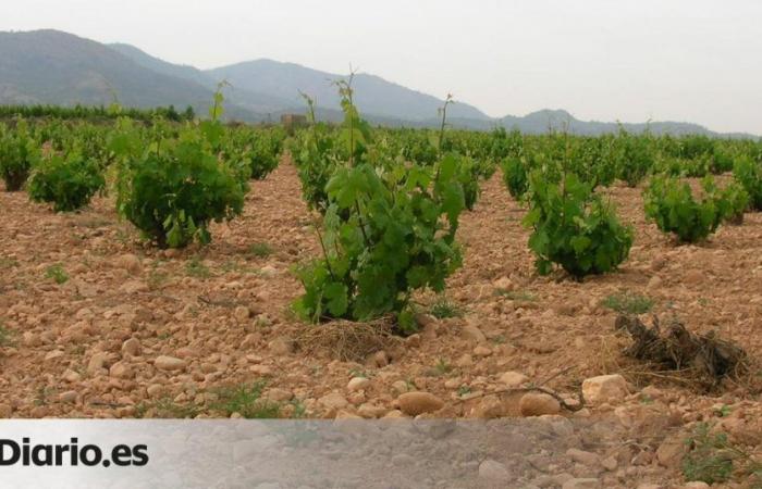 La Rioja recibirá más de 14 millones, que cubrirán el 67% de las solicitudes de cosecha en verde. – .