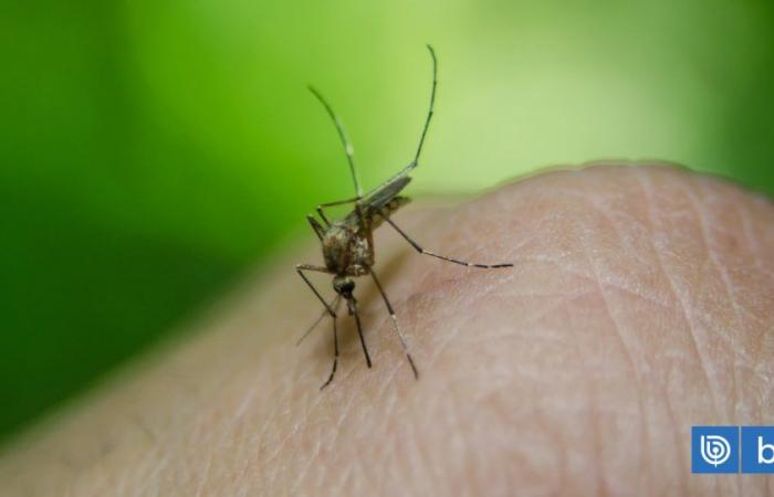 OMS alerta de aumento del dengue: detectaron casi 8 millones de casos entre enero y abril de 2024