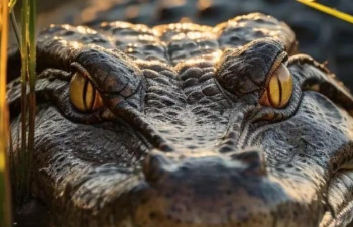 Un cocodrilo que perseguía a niños y mascotas fue asesinado y devorado