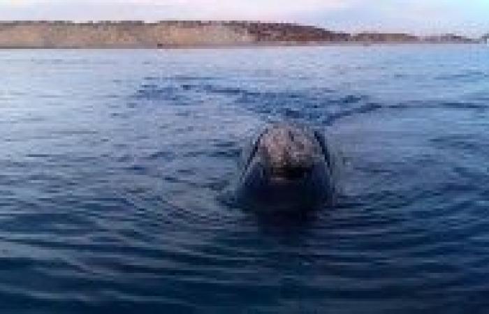 Así fue el emotivo rescate de una ballena varada en la costa de Las Grutas