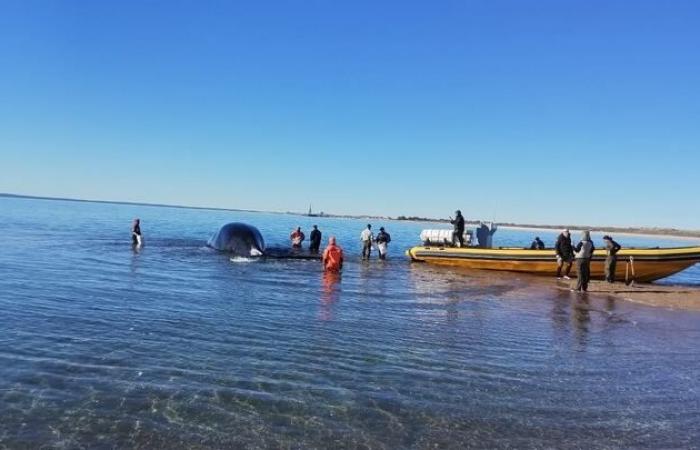 Así fue el emotivo rescate de una ballena varada en la costa de Las Grutas