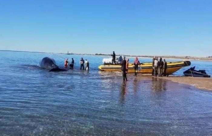 Operación de rescate de ballenas en Punta Villarino. Regresó a aguas abiertas – Más Río Negro –.