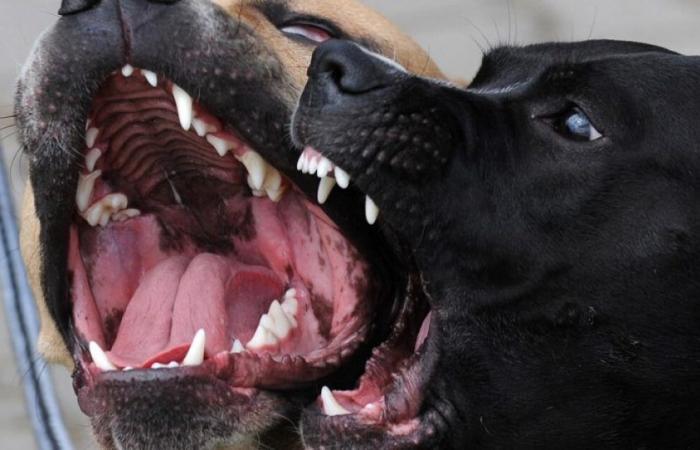 ¡Vuelve y juega! Ataque de perro pitbull deja muerto a un anciano en La Guajira