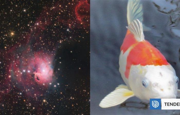 Captan un inmenso “pez Koi” en el espacio desde el Observatorio Paranal, en Chile