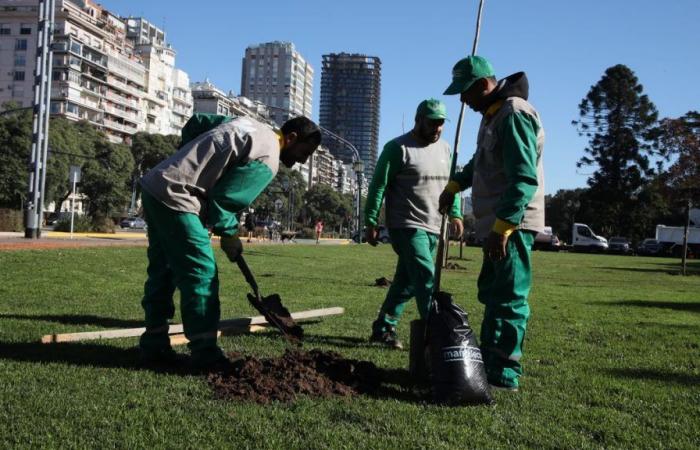 Tras la devastadora tormenta de diciembre, en la Ciudad de Buenos Aires se plantarán un 50% más de árboles que el año pasado