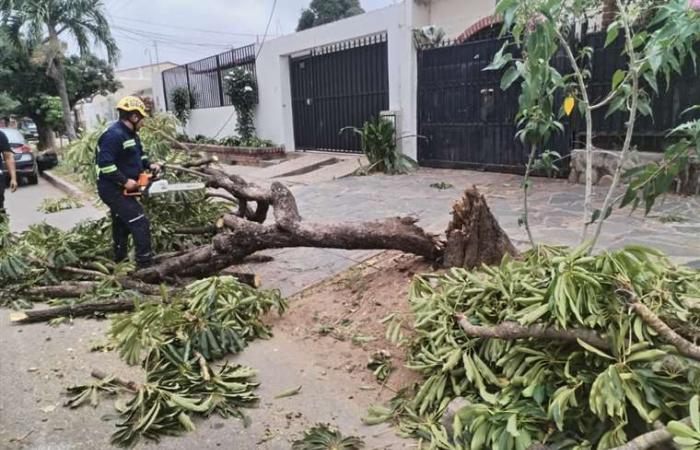 Por fuertes vientos; La Alcaldía de Santa Cruz atendió cinco casos de emergencia