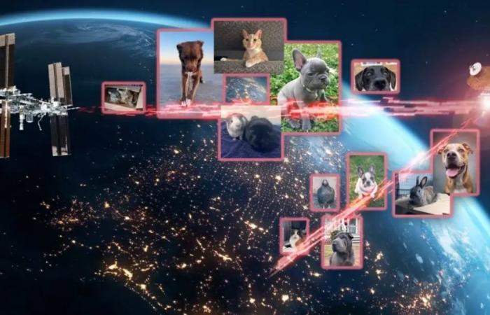 El sistema de retransmisión láser de la NASA envía imágenes de mascotas a la Estación Espacial Internacional | Noticias de México
