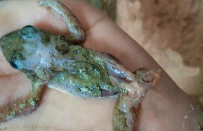 Encuentran una rana muerta en carne picada de una carnicería en Santiago de Cuba