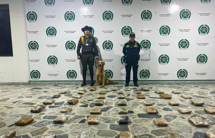 ‘Jeffry’ encontró 23 kilos de marihuana en la Terminal de Transportes de Ibagué