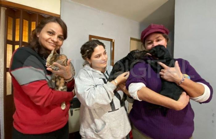 una ONG que dedica su vida a salvar a los perros y gatos de Santa Fe