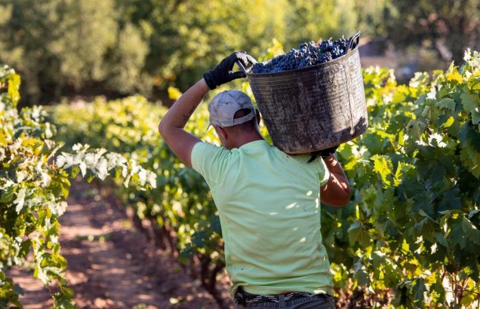 La Rioja recibirá más de 14 millones de euros por la cosecha verde