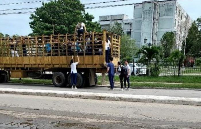 Estudiantes de medicina transportan ganado en camión en Villa Clara