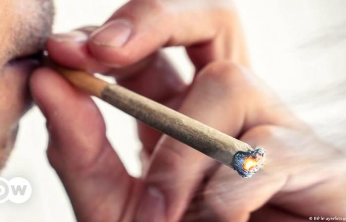 La industria del cannabis en Alemania comienza a florecer – DW – 16/06/2024 – .