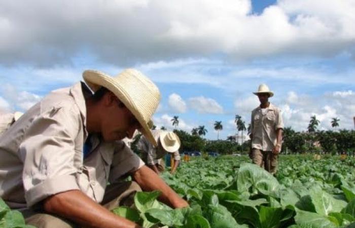 compromiso de jóvenes campesinos en Camagüey – .