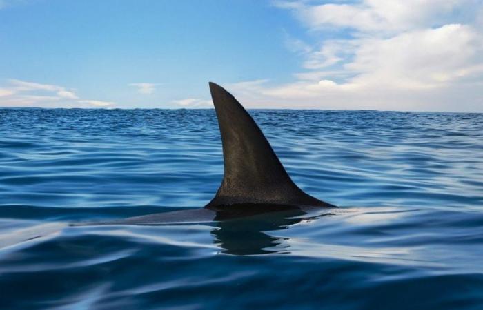 Pánico por la aparición de un tiburón de dos metros en una playa de España