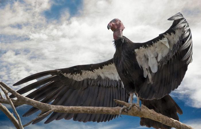 Científicos canadienses diseñan turbinas eólicas inspiradas en el ave voladora más pesada del mundo.