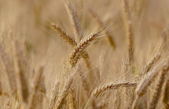 ¿Nueva sequía? El campo enfrentará otro “Efecto Niña” aunque se esperan buenas lluvias para el trigo
