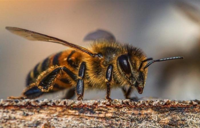 Estados Unidos pretende defender a sus abejas de este nuevo enemigo mortal de dos alas.
