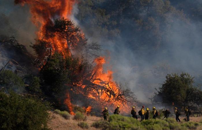 Gran superficie de vegetación en Los Ángeles es destruida por un incendio