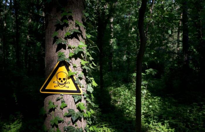 Estas son las 8 plantas más venenosas del mundo, ¿se encuentra alguna en Colombia? – .