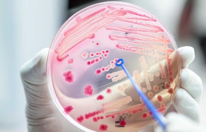 Un antibiótico mata las bacterias patógenas y preserva los microbios intestinales sanos.