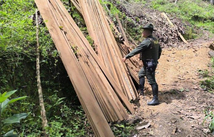 Aplican estrictos controles a tala ilegal de árboles en Garzón – .