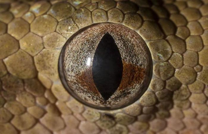 Revelaron cuánto tarda la serpiente más venenosa del mundo en matar a una persona. – .