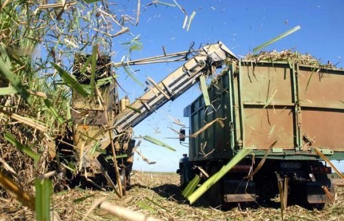 ¿Es posible la recuperación de la industria azucarera cubana? – .