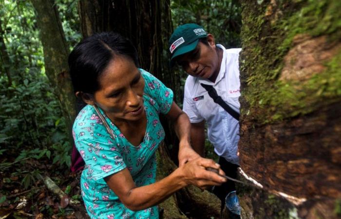 Serfor brindó asistencia técnica a 27 comunidades para el aprovechamiento de productos forestales – .