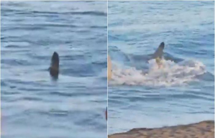 La impactante aparición de un tiburón en una playa de España que provocó el cierre del lugar