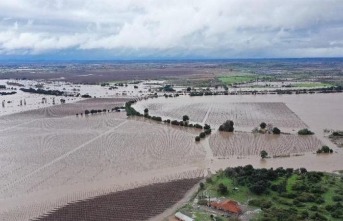 Presidente del Senado pide decretar emergencia agrícola para la Araucanía – .