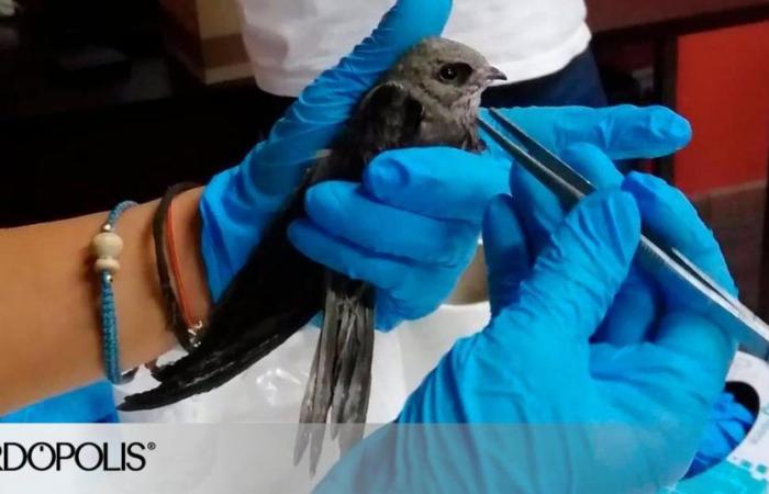 Voluntarios de Córdoba logran recuperar más del 80% de los pajaritos que caen de los nidos