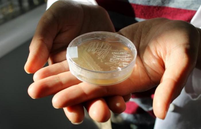Descubren en Chile una bacteria marina con potencial antibiótico