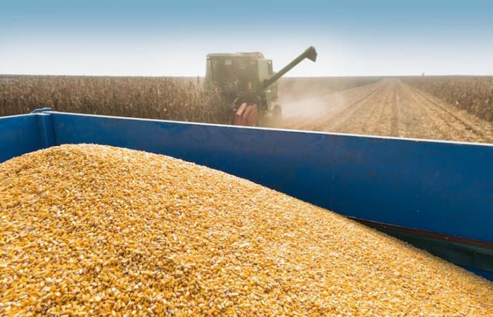 Una consultora dio su pronóstico para la siembra de maíz después del saltamontes