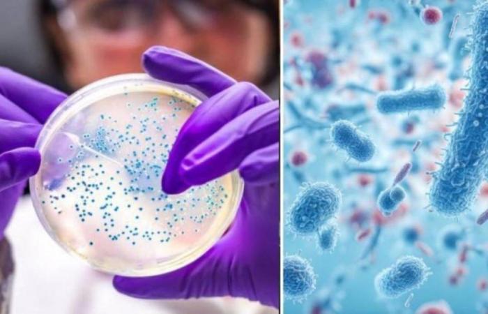Las cinco superbacterias que tienen en vilo a la ciencia y que podrían causar grave mortalidad global
